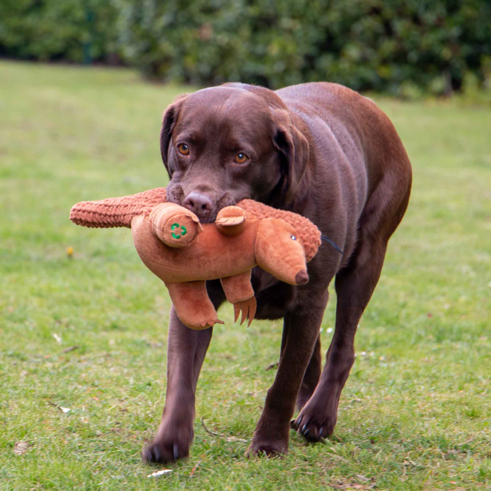 A chocolate Labrador dog carrying an Ancol 'Made From' brown plush pangolin, in it's mouth in a garden.