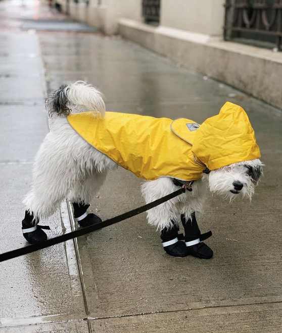 RAINCOAT-DOG-BLUE-STRIPE-RUBBER-DUCK